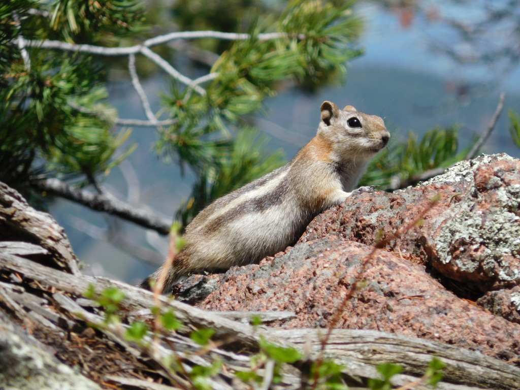 Ground Squirrel