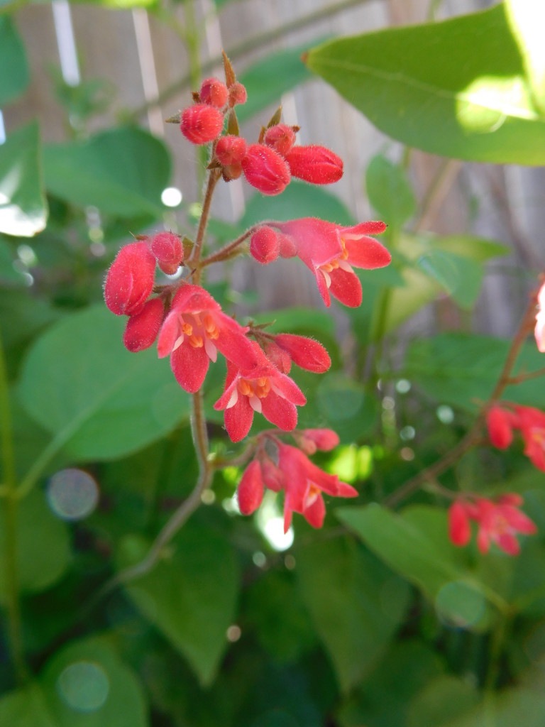 Yard Flowers