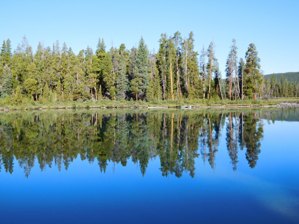 Reflected Trees