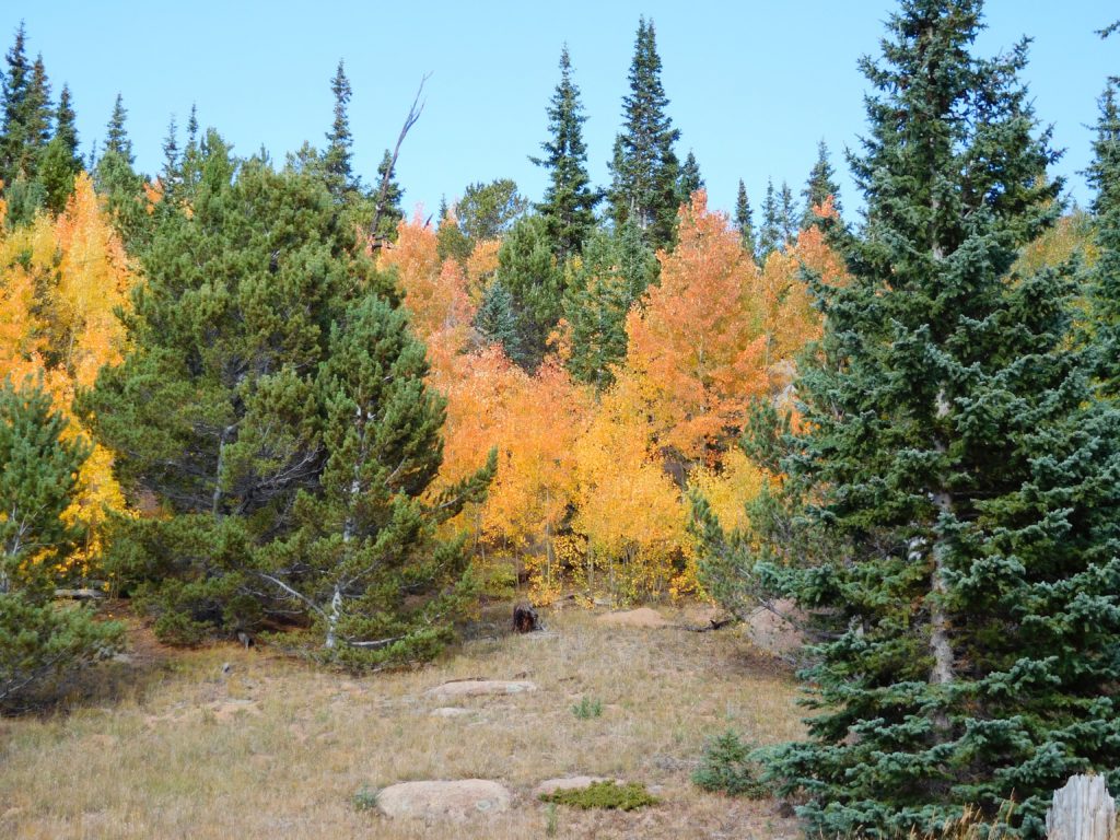 Nearby Aspens