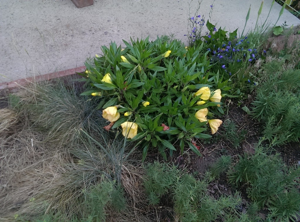 Big Yellow flowers