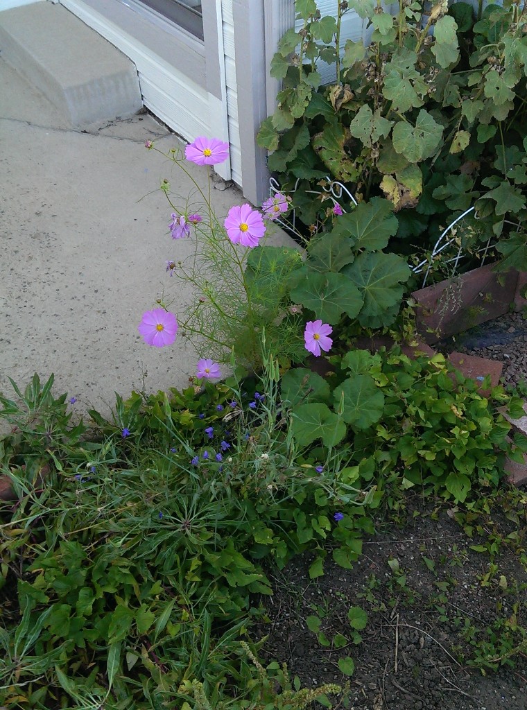 Large purple flower