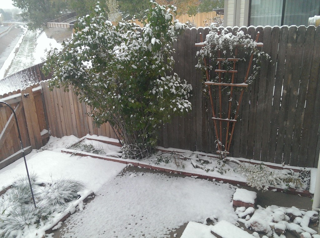 Snow in my yard