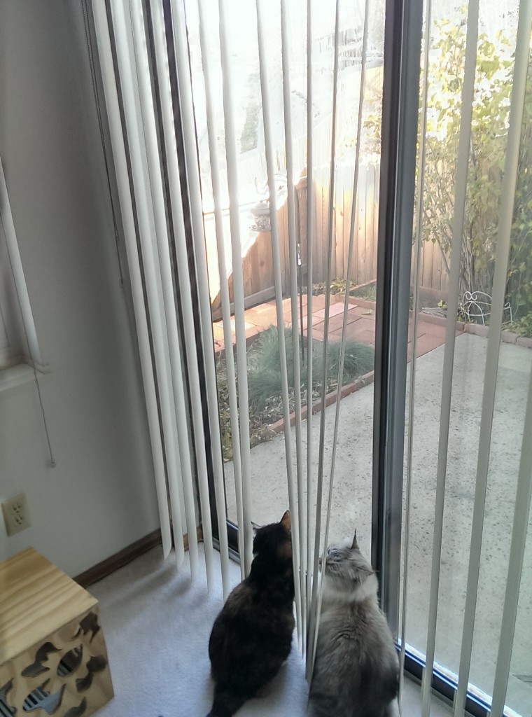 Observing Cats