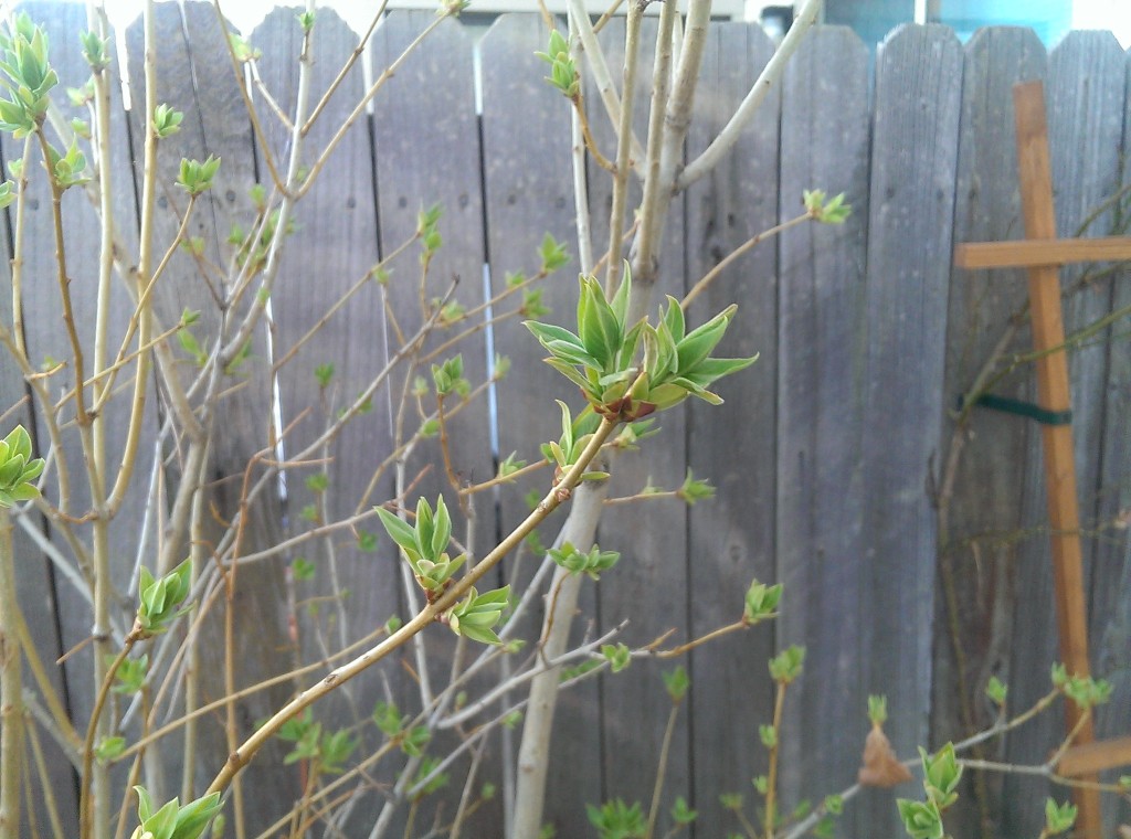 more lilac buds