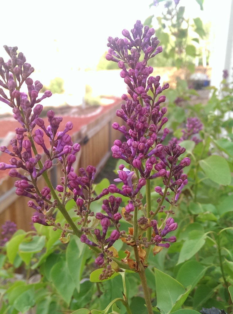 Lilac Blooming