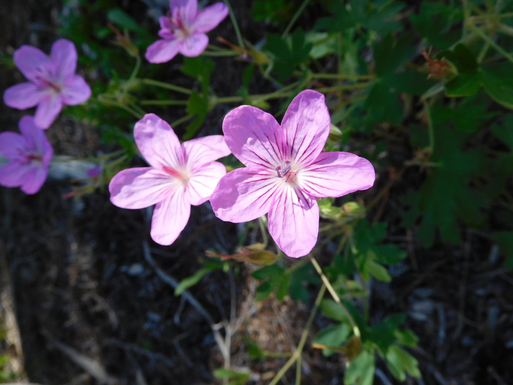 5 petal purple flowers