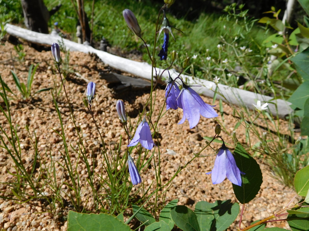 Bell-shaped purple flowers