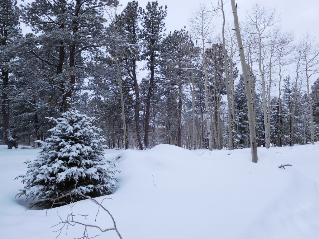Mixed snowy trees